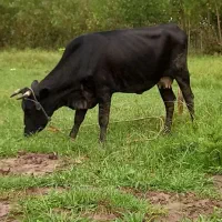 گاو