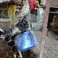 لاری|حیوانات مزرعه|گتوند, |دیوار