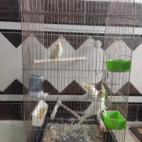 سه عدد عروس هلندی با قفس بزرگ