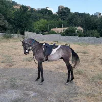 اسب نر
