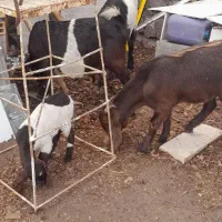 بز ماده با بزغاله با یه بز نر یه بز ماده ابستن|حیوانات مزرعه|کوهین, |دیوار