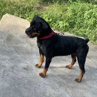 سگ روتوایلر|سگ|رحیمآباد, |دیوار