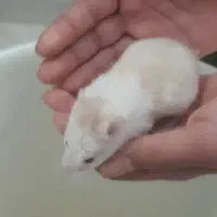 همستر کوچولو