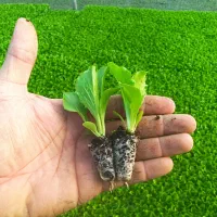 تولید انواع نشا