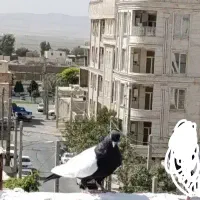سرته سیاه