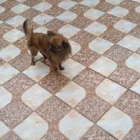 سگ پامر خرسی نر