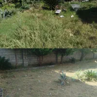 علفزنی و چمنزنی|خدمات باغبانی و درختکاری|کیاشهر, |دیوار