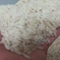 ۱۰۰ کیلو برنج کشت دوم خوش عطر