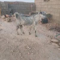 باسلام فروش ۱عدد بزگلابی ۳قلوزا|حیوانات مزرعه|جهرم, |دیوار