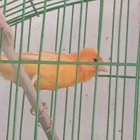 قناری نر رد فاکتور