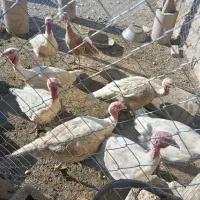 بوقلمون پرورشی|حیوانات مزرعه|دینور, |دیوار