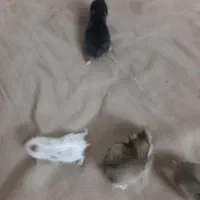 همستر|موش و خرگوش|اصفهان, کنگاز|دیوار