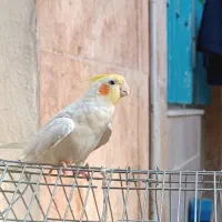 عروس هلندی نر لوتینو|پرنده|بروجرد, |دیوار