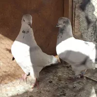 یه جفت حیوون عالی|پرنده|پاکدشت, پاکدشت (مامازند)|دیوار