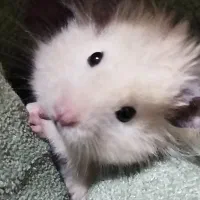 همستر|موش و خرگوش|شیراز, صاحب الزمان|دیوار