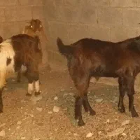 فرکش چپشت کهره و گیسه داشتی