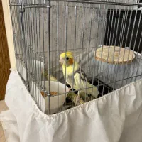 عروس هلندی فروشی