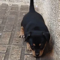 سگ پینچر دوبرمن مینیاتوری|سگ|کرمانشاه, |دیوار