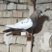 کفتر|پرنده|شیراز, ریاستی|دیوار