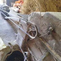 تخم جو هاشمی اصل زودرس