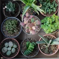 گل و گیاه|گل و گیاه طبیعی|آران و بیدگل, |دیوار