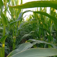 فروش ذرت علوفه|عمده‌فروشی|ارسنجان, |دیوار