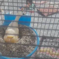 قناری ماده لیمویی