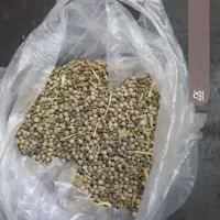 گاودانه  تازه یاهمون گونه درجه یک
