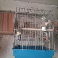 یک جفت عروس هلندی مولد|پرنده|اسلامشهر, شهرک توحید|دیوار