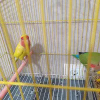 طوطی برزیلی صورت هوایی