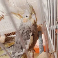 یک عددعروس هلندی3ماهه نر