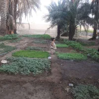 ّباغبانی،هرس کاری،کاشت،کود دهی،