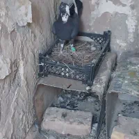 سیاه پلنگ|پرنده|رفسنجان, |دیوار