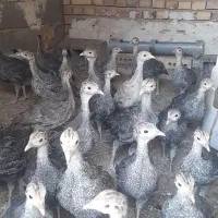 بوقلمون ۷۰روزه