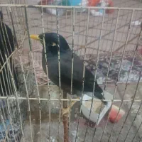 طوطی