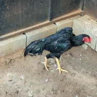 جوجه خروس و مرغ