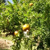 باغ فروشی|فروش زمین و ملک کلنگی|مشهد, سرافرازان|دیوار