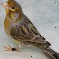 پذیرش پرندگان واگذاری قناری سهره فنچ پرنده|پرنده|تهران, مجیدآباد|دیوار