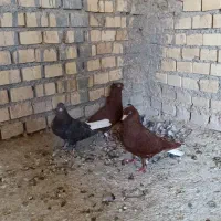 دمسفیدماده