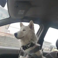 سگ هاسکی نر