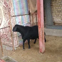 قوچ