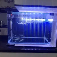 اکواریم