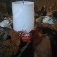 100 عدد مرغ تخم گذار گلپایگان جوان 9 ماهه