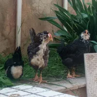 جوجه گلین اصل