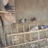 کبوتر دمگیر گلین،پرشی جوجه و کهنه،اصفهانی دمسفید|پرنده|برخوار, |دیوار