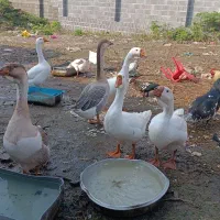 قو غاز نر لیندا|حیوانات مزرعه|خمام, |دیوار