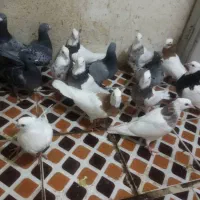 کفتر|پرنده|فیروزآباد (فارس), |دیوار