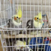 عروس هلندی نر و ماده|پرنده|سنگر, |دیوار