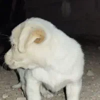 سگ پاکوتاه