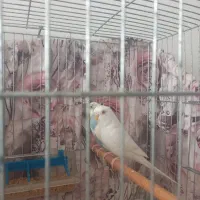 جفت مرغ عشق با قفس و وسایل